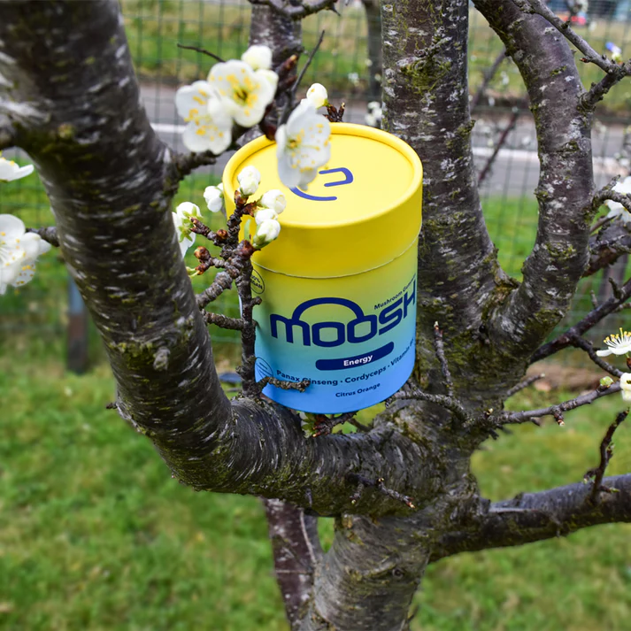 Cordyceps & Panax Ginseng Mushroom Gummies for Energy