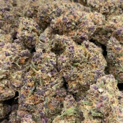 Purple Kush Strain