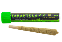 Ganja Gold/Green Tarantula