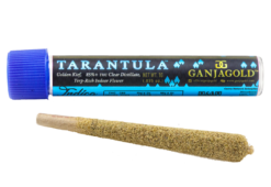 Ganja Gold/Blue Tarantula